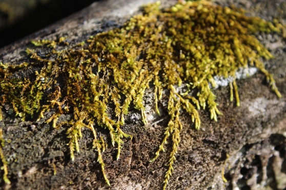 moss on a tree trunk