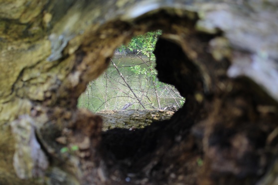 river seen through a hole in a log